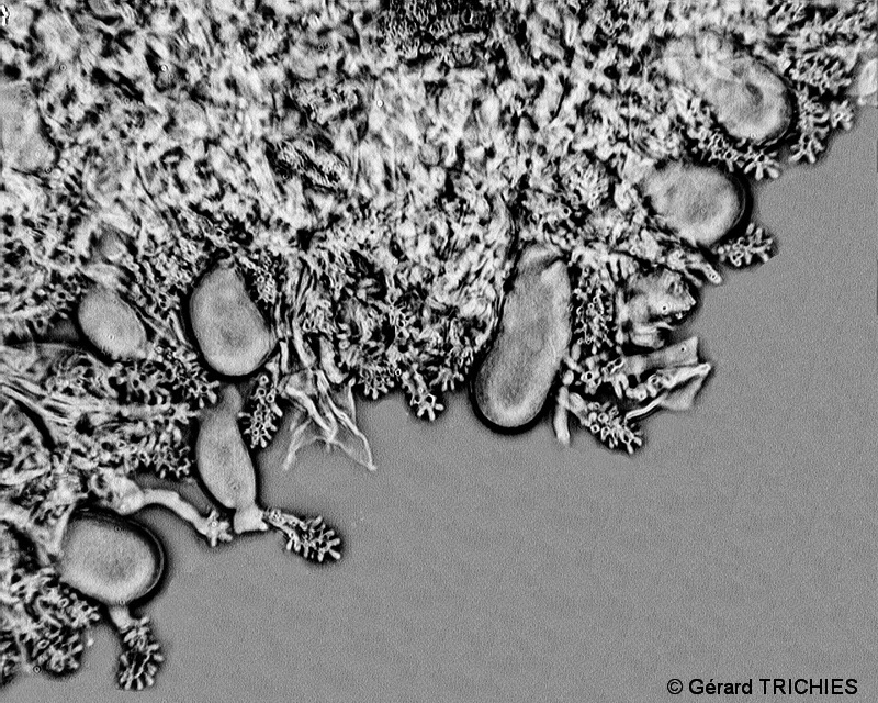 Petites plaques feutres (Xylobolus frustulatus)